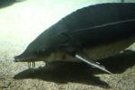 Sterlet sturgeon