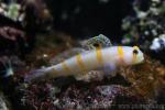 Randall's prawn-goby