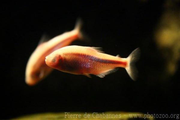 Blind cave tetra