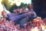 Black blenny