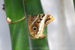 Yellow-edged giant owl