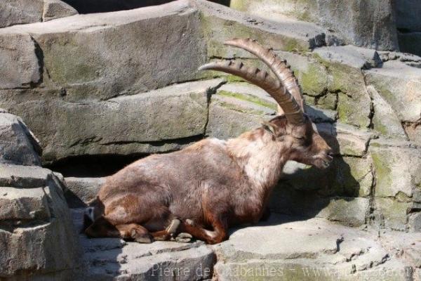 Alpine ibex