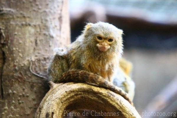 Pygmy marmoset