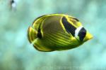 Racoon butterflyfish