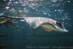 Common stingray