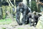 Western lowland gorilla