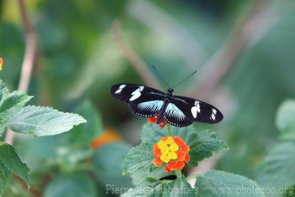 Doris longwing