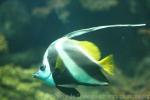 Pennant coralfish