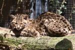 Margay