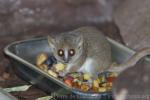 Gray mouse lemur