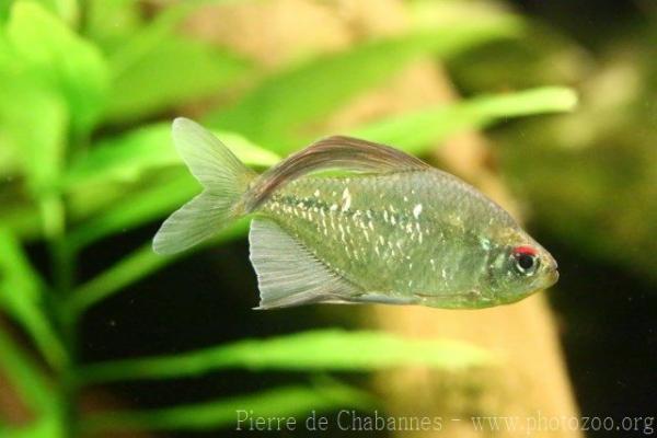 Diamond tetra