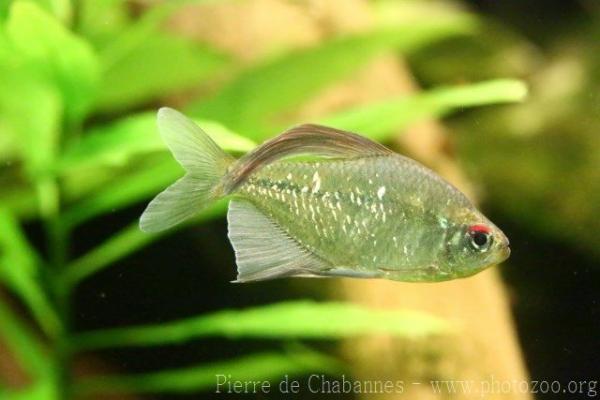 Diamond tetra