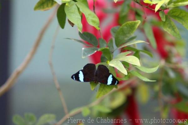 Common olivewing