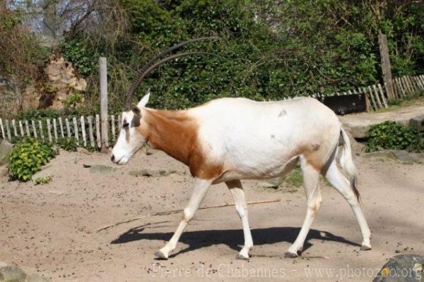 Scimitar-horned oryx