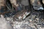 Common spadefoot