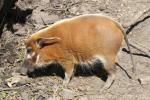 Red river hog