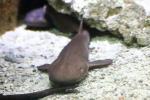 Short-tail nurse shark