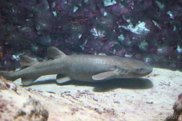 Short-tail nurse shark