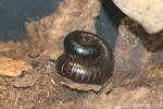 Seychelles giant millipede