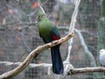 Livingstone's turaco *