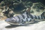 Leopard shark