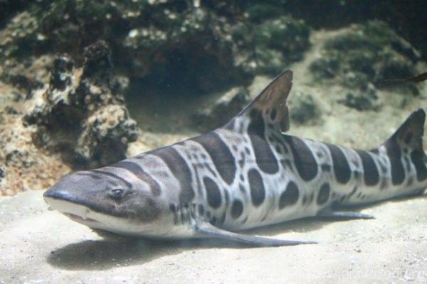 Leopard shark