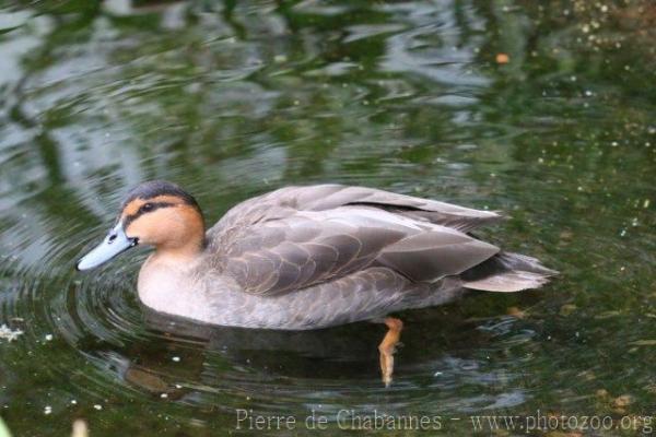 Philippine duck