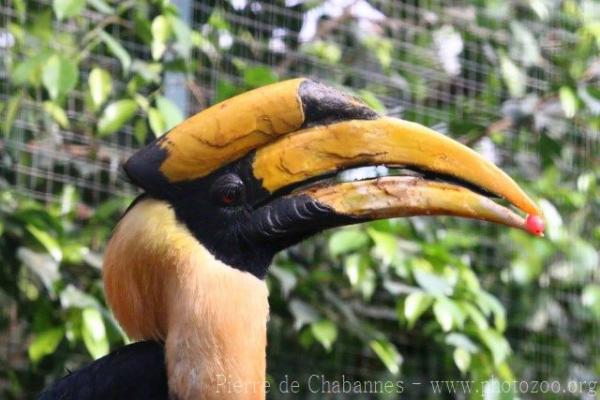 Great hornbill