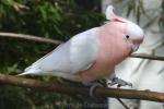 Cacatua leadbeatteri 1