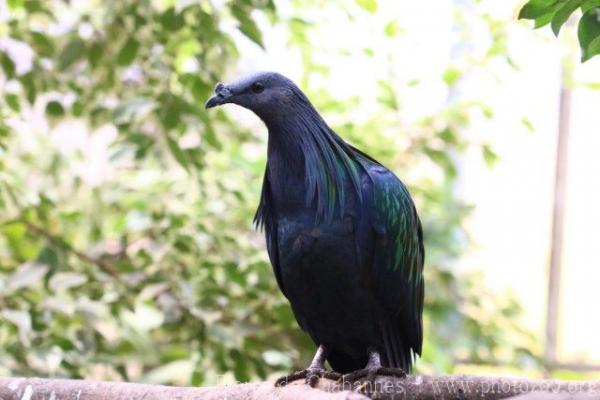 Nicobar pigeon