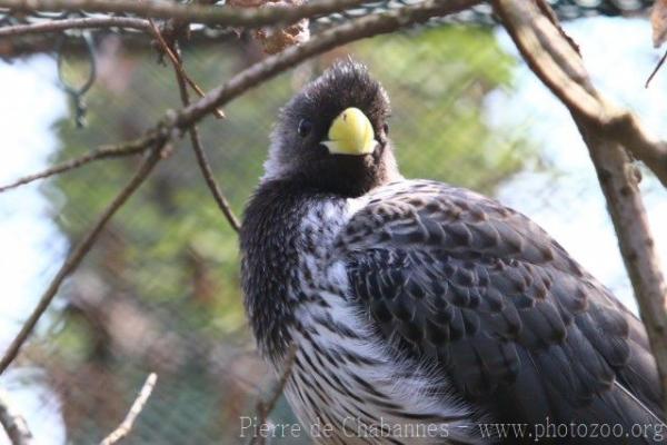 Western plantain-eater