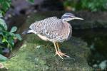 Amazonian sunbittern