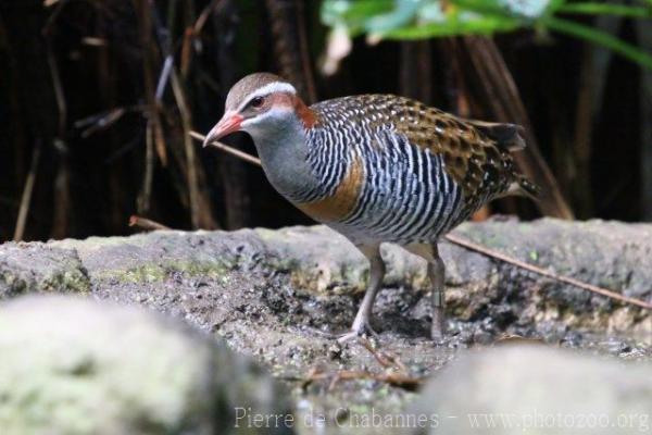 Buff-banded rail