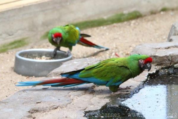 Military macaw