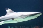 Blacktip reef shark *