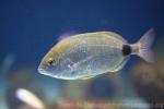 Annular seabream