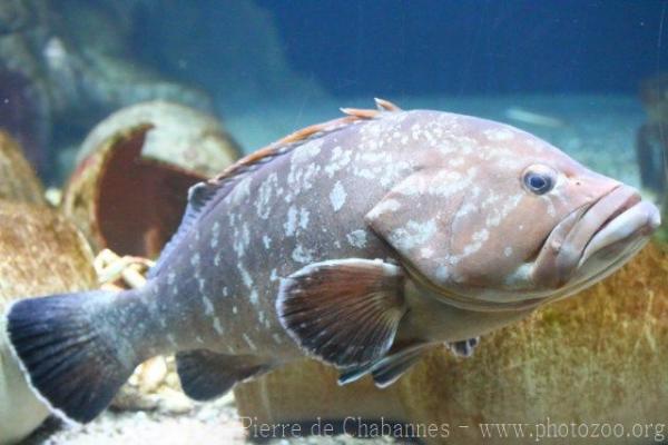 Dusky grouper