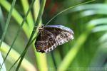 Peleides blue morpho