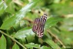 Blue-banded purplewing