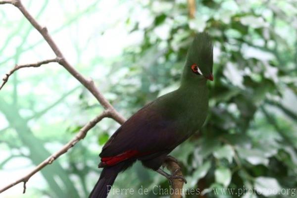 Guinea turaco