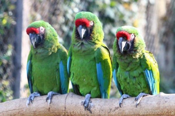 Military macaw