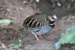 Collared partridge