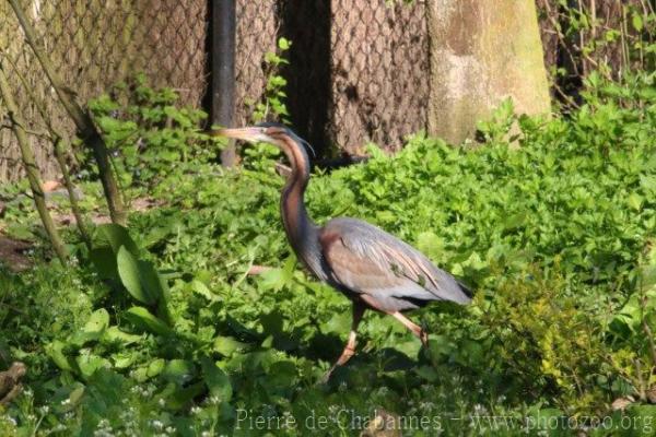 European purple heron