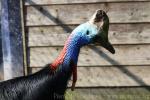 Southern cassowary