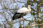 Oriental stork