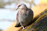 Speckled pigeon