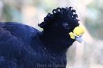 Great curassow