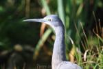 White-faced heron