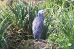 White-faced heron