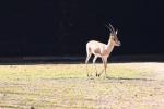 Slender-horned gazelle